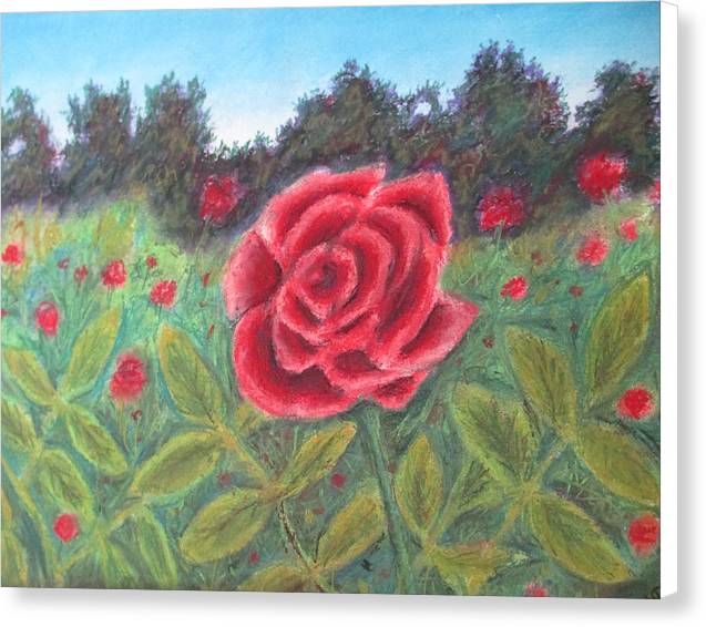Field of Roses - Canvas Print