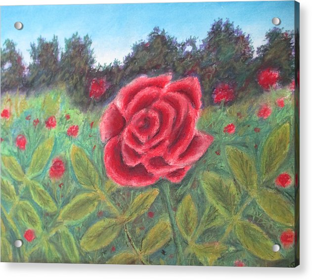 Field of Roses - Acrylic Print