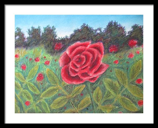 Field of Roses - Framed Print
