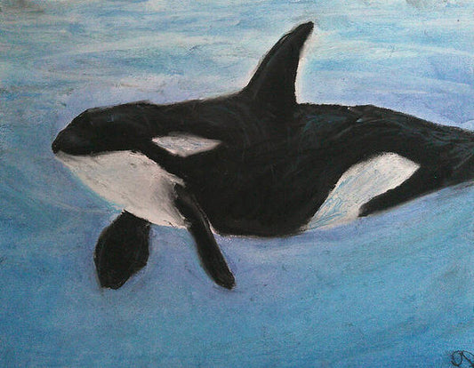 Orca Calls  - Art Print