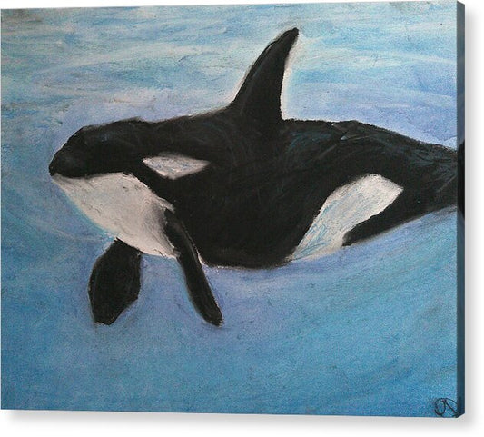 Orca Calls  - Acrylic Print