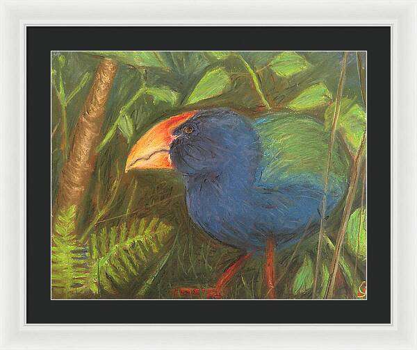 The Takahe - Framed Print