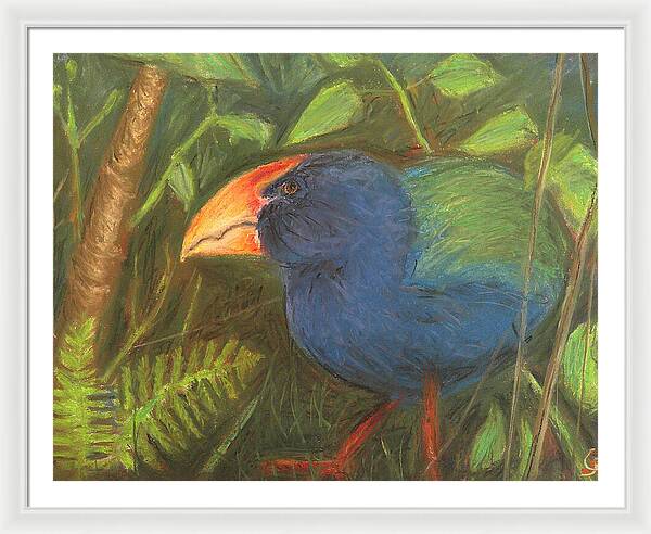 The Takahe - Framed Print