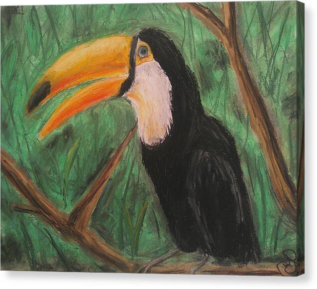 Toucan - Canvas Print