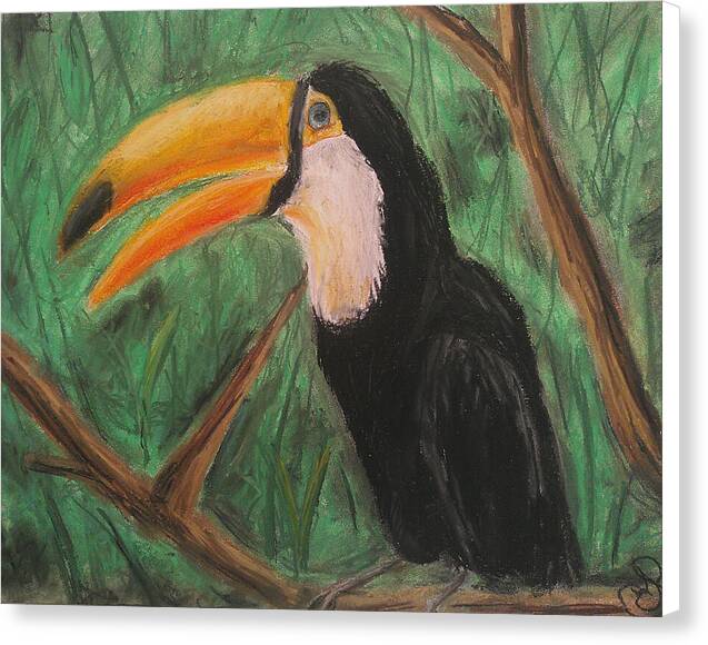 Toucan - Canvas Print