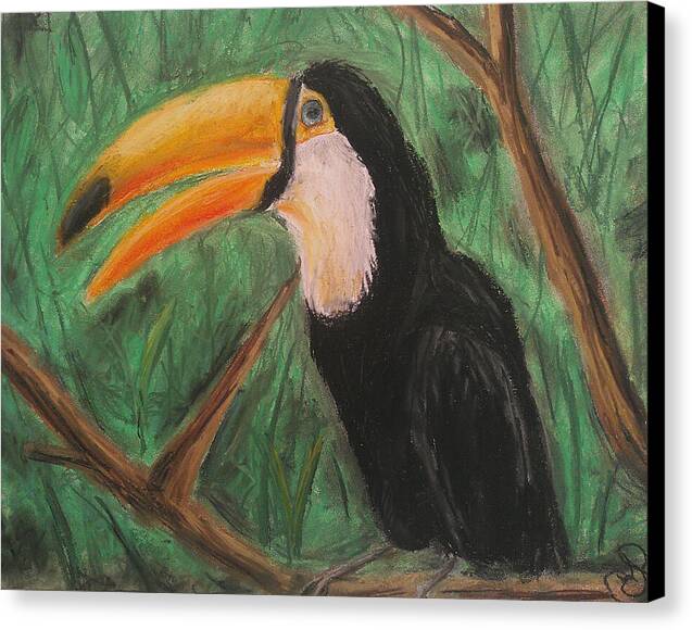 Toucan - Canvas Print