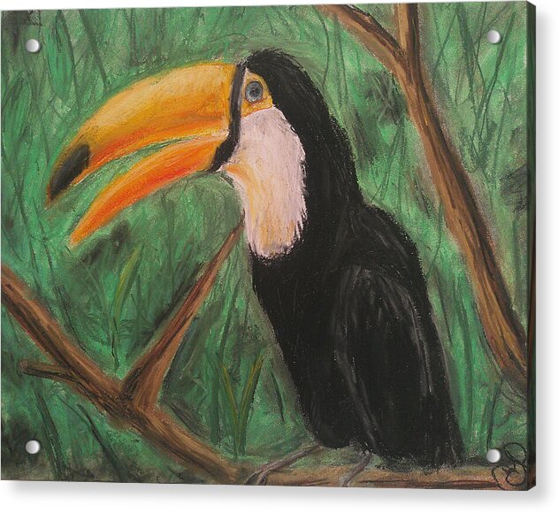 Toucan - Acrylic Print