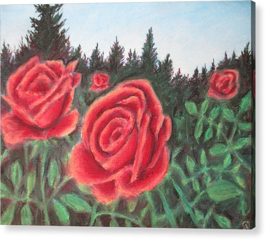 Pure Roses - Acrylic Print